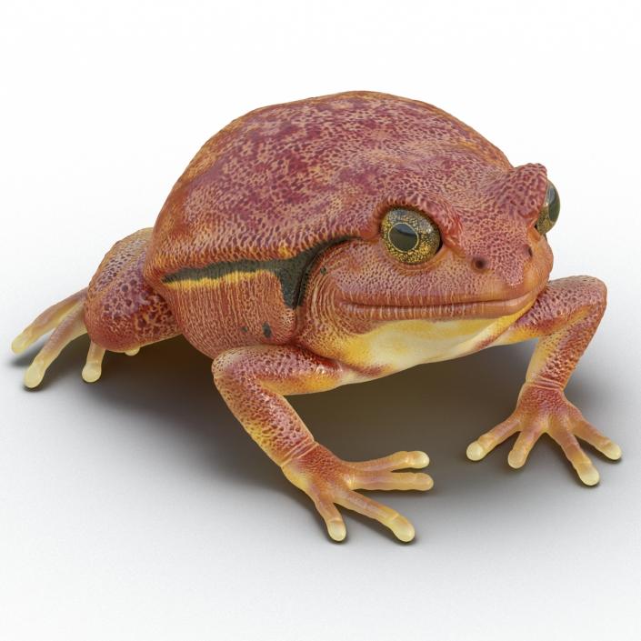 3D Tomato Frog Pose 2 model