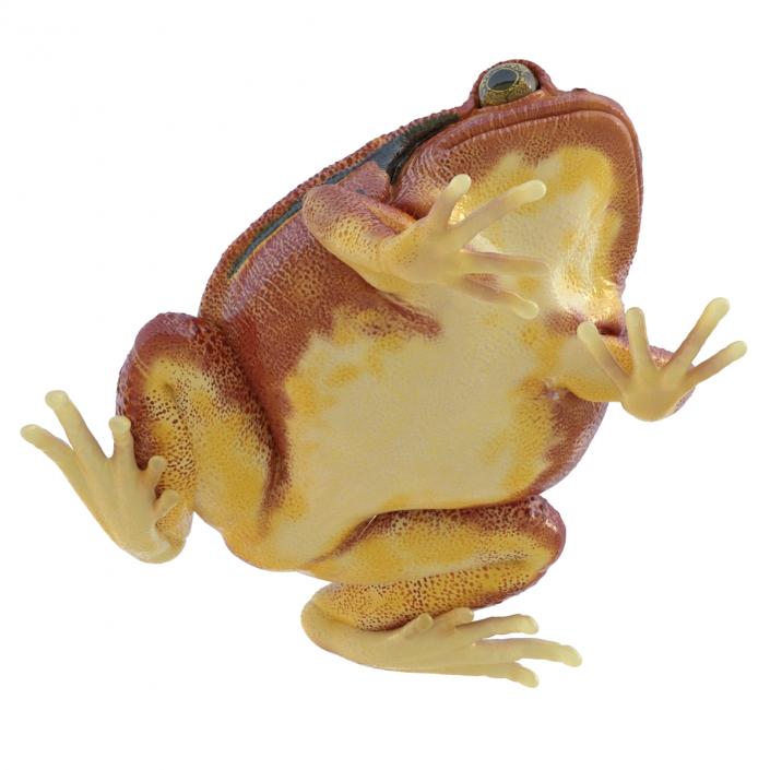 3D Tomato Frog Pose 2 model