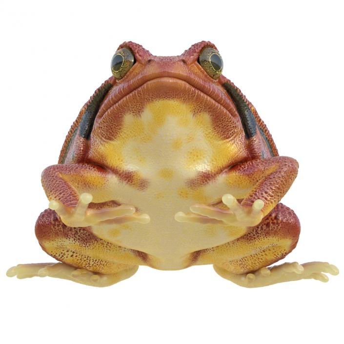 3D Tomato Frog Pose 2 model