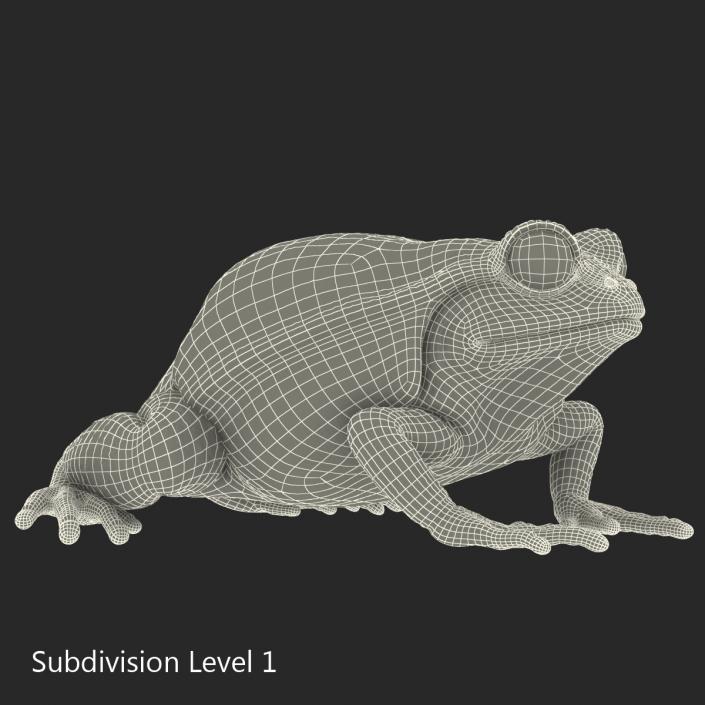 3D Tomato Frog Pose 2 model