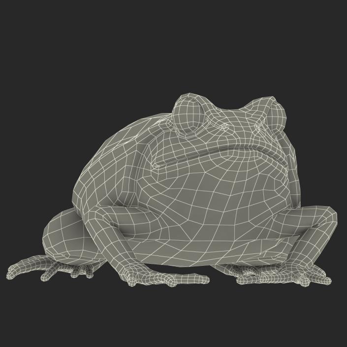 3D Tomato Frog Pose 2 model