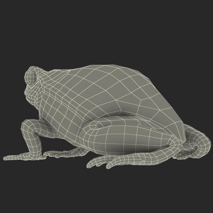 3D Tomato Frog Pose 2 model