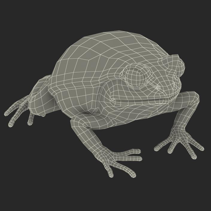 3D Tomato Frog Pose 2 model