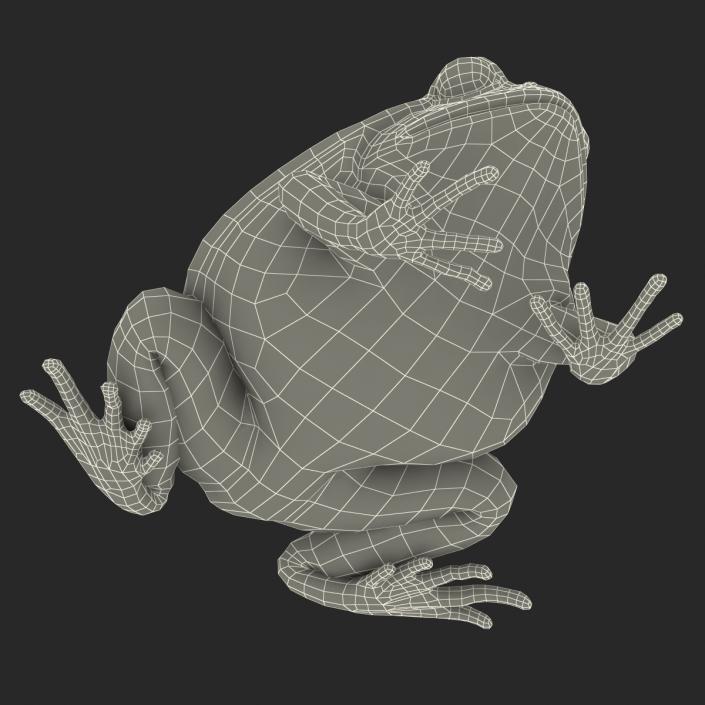 3D Tomato Frog Pose 2 model