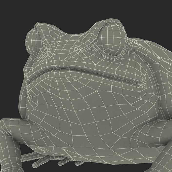 3D Tomato Frog Pose 2 model