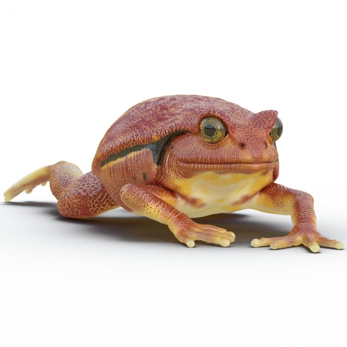 3D Tomato Frog Pose 3 model