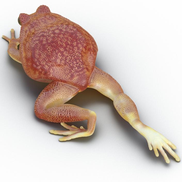 3D Tomato Frog Pose 3 model