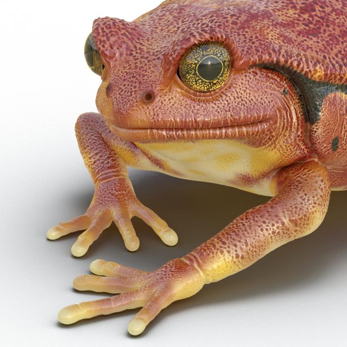 3D Tomato Frog Pose 3 model