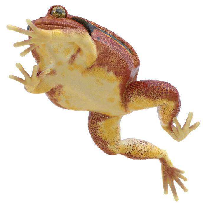 3D Tomato Frog Pose 3 model