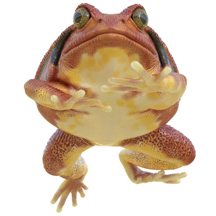 3D Tomato Frog Pose 3 model