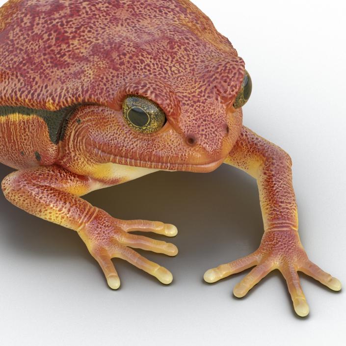 3D Tomato Frog Pose 3 model