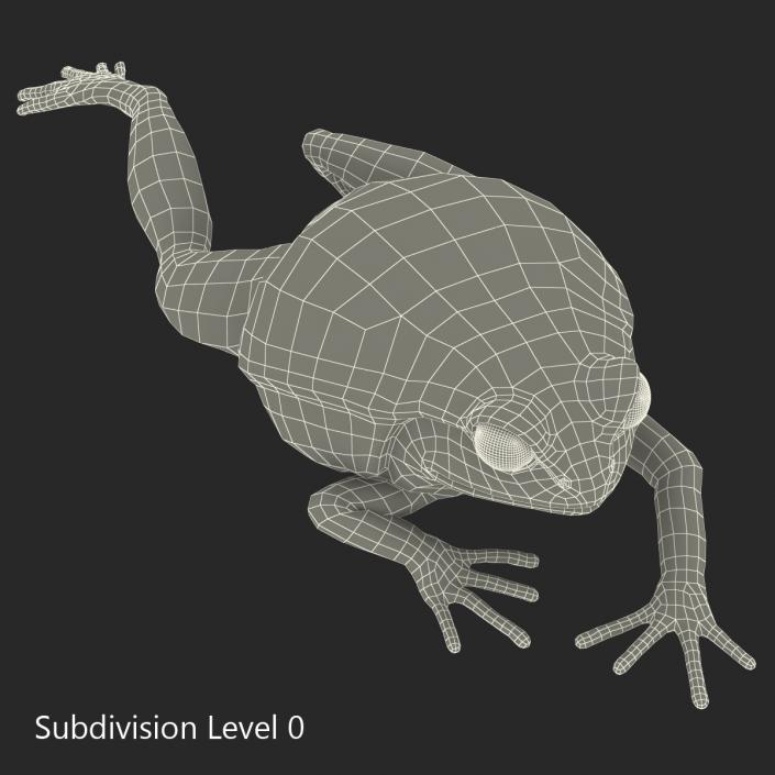 3D Tomato Frog Pose 3 model