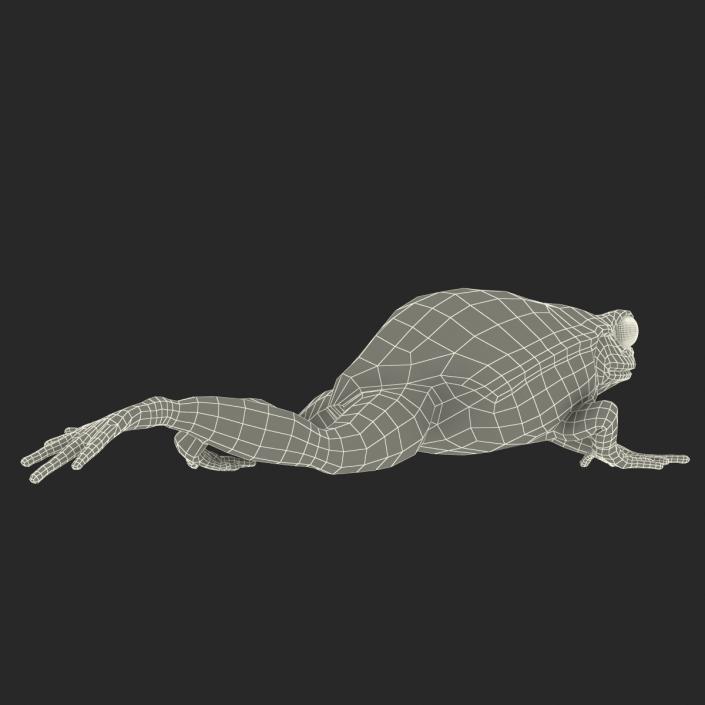 3D Tomato Frog Pose 3 model