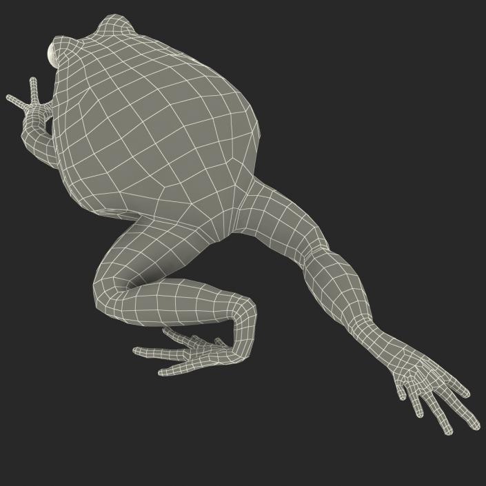 3D Tomato Frog Pose 3 model