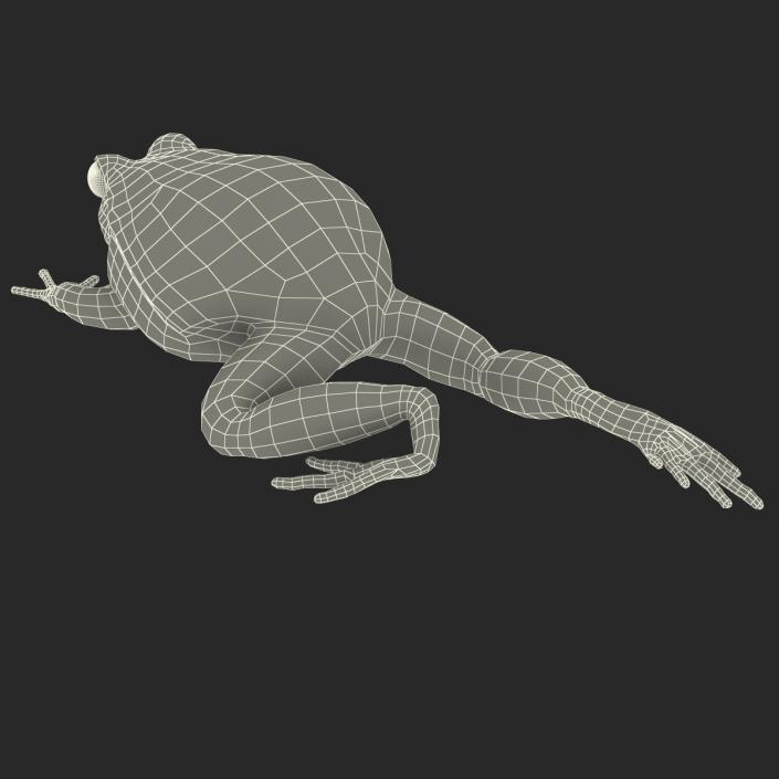 3D Tomato Frog Pose 3 model