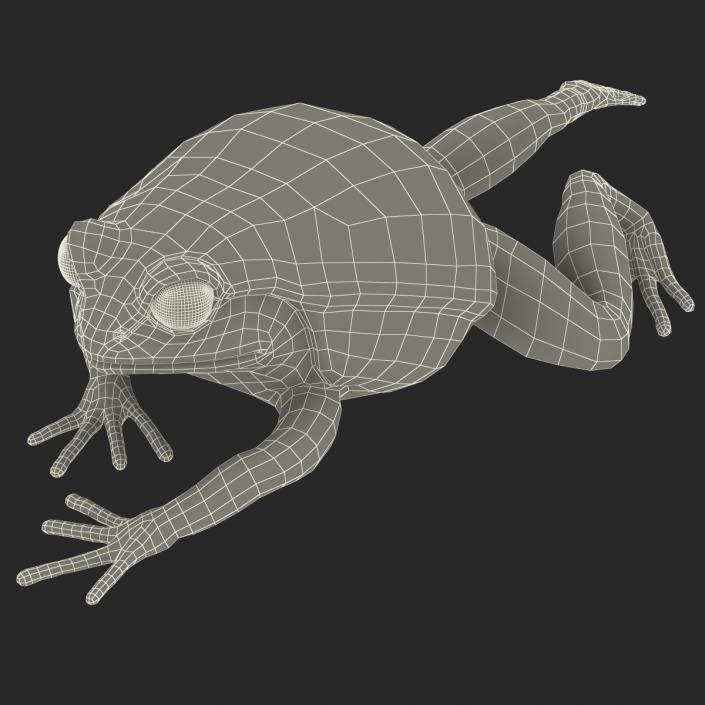 3D Tomato Frog Pose 3 model