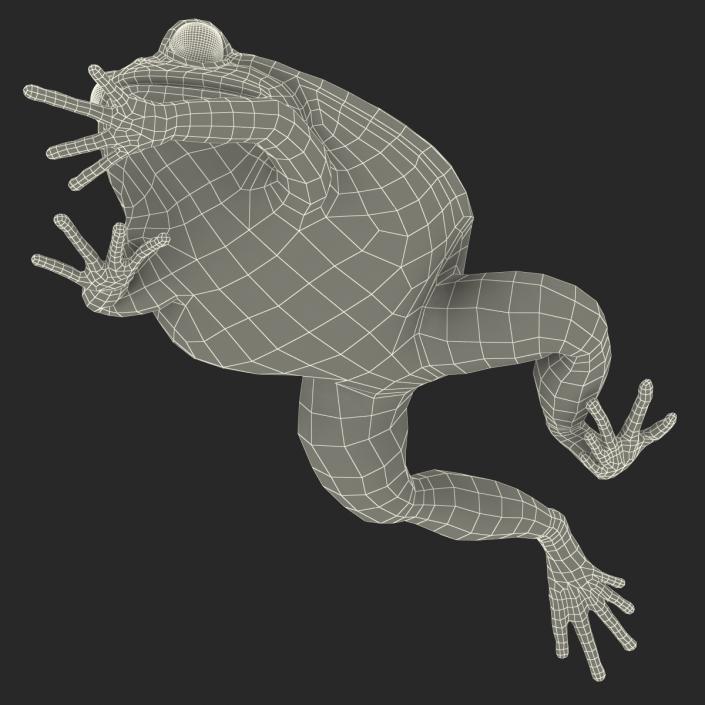 3D Tomato Frog Pose 3 model