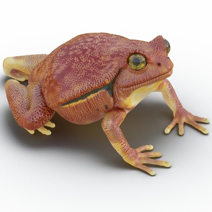 3D Tomato Frog Pose 4 model