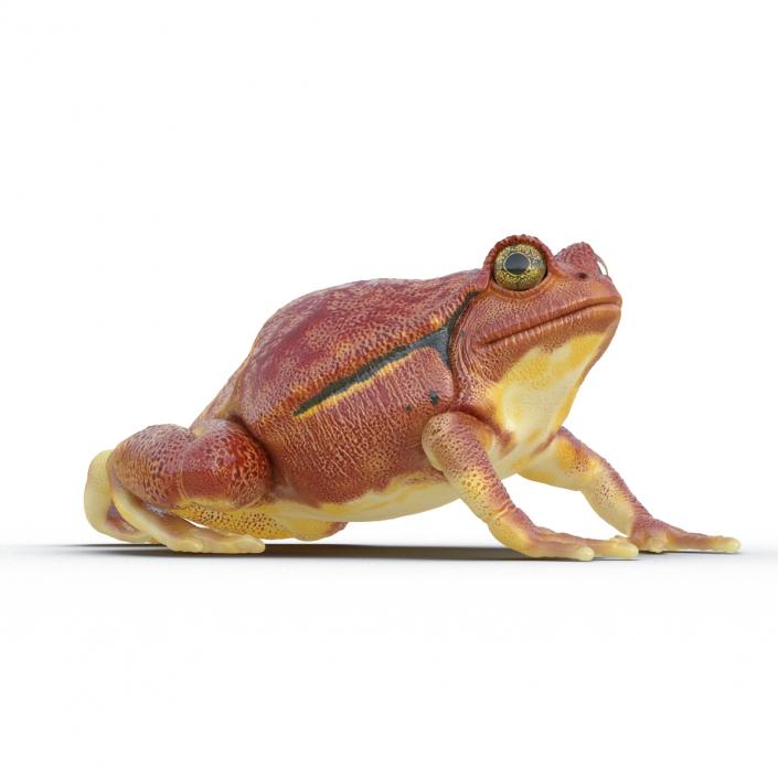 3D Tomato Frog Pose 4 model