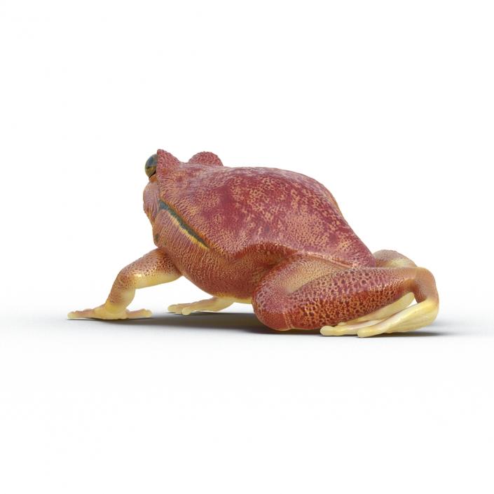 3D Tomato Frog Pose 4 model