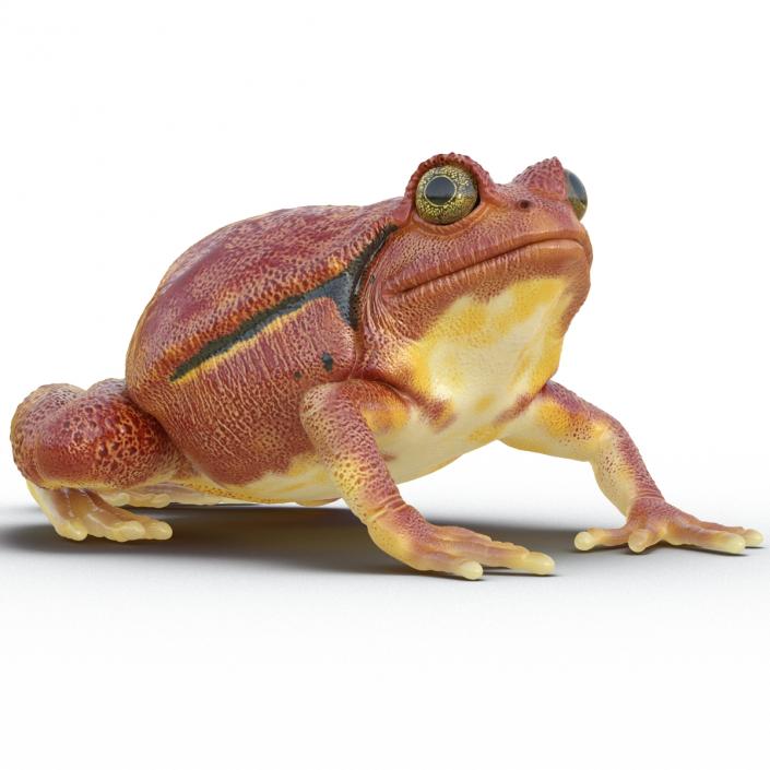 3D Tomato Frog Pose 4 model