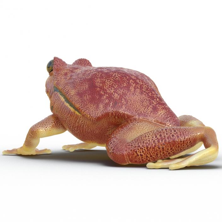 3D Tomato Frog Pose 4 model