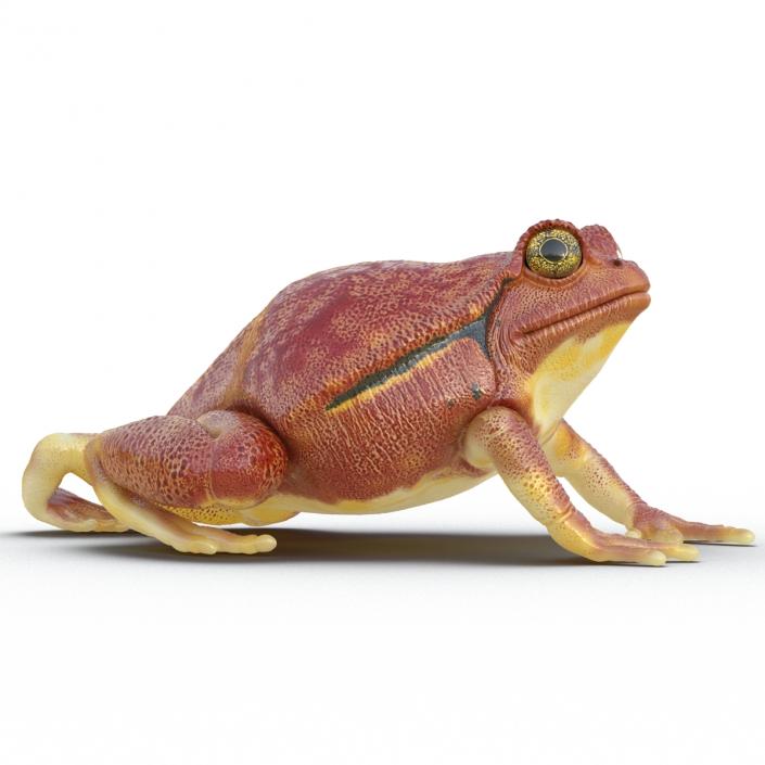 3D Tomato Frog Pose 4 model