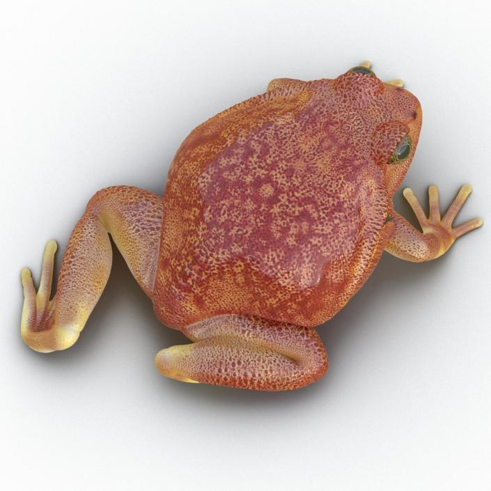 3D Tomato Frog Pose 4 model