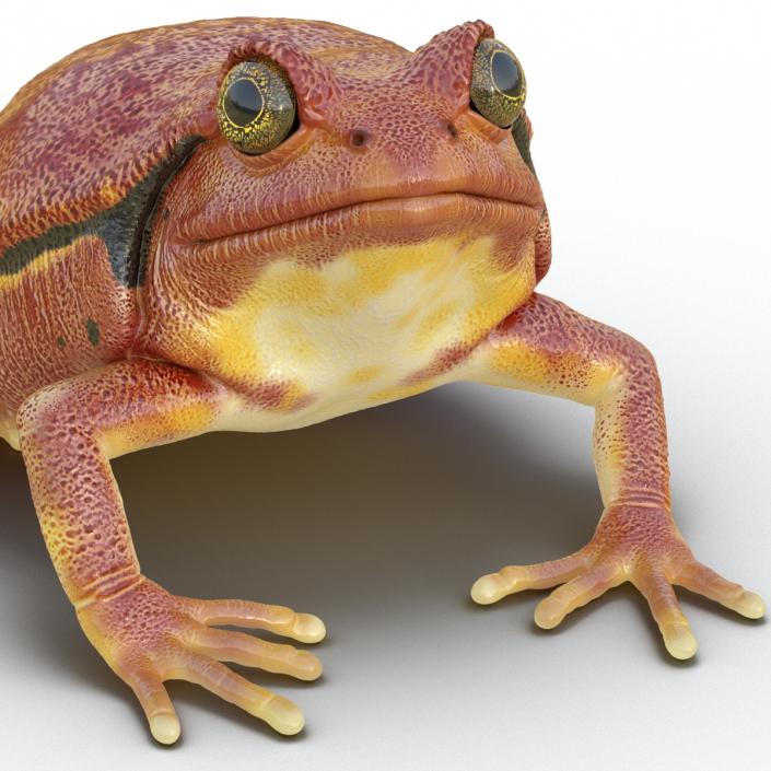 3D Tomato Frog Pose 4 model