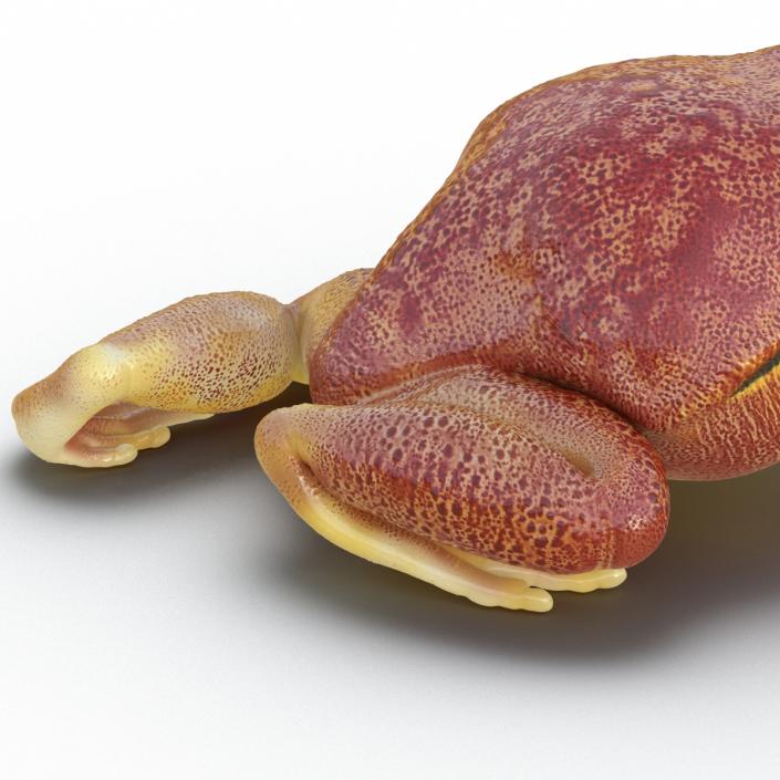 3D Tomato Frog Pose 4 model