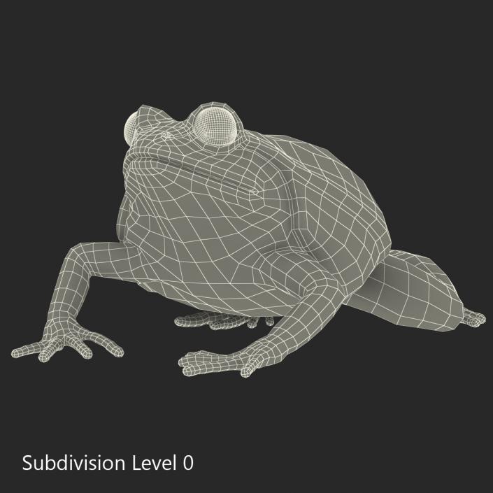 3D Tomato Frog Pose 4 model