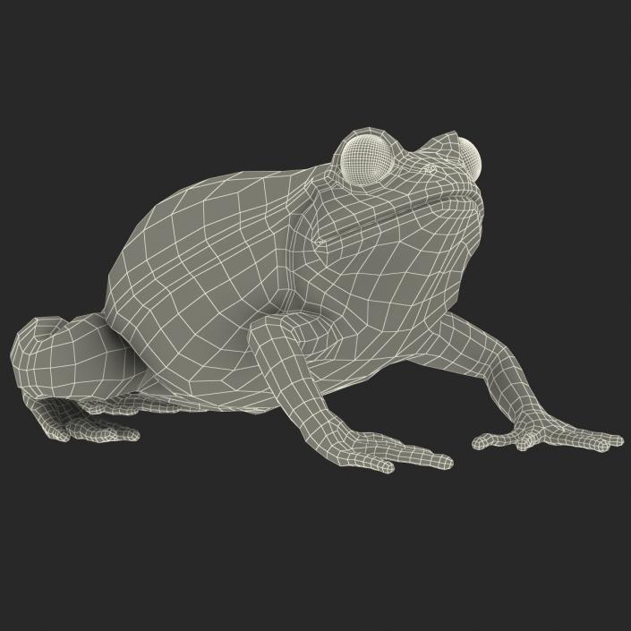 3D Tomato Frog Pose 4 model