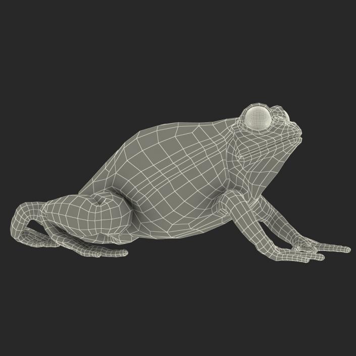 3D Tomato Frog Pose 4 model