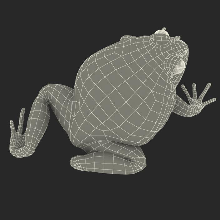 3D Tomato Frog Pose 4 model