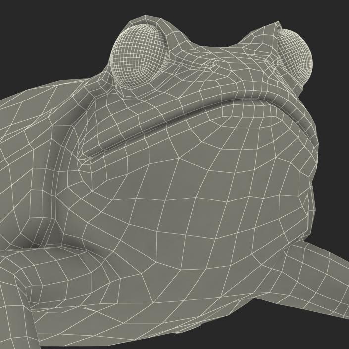 3D Tomato Frog Pose 4 model