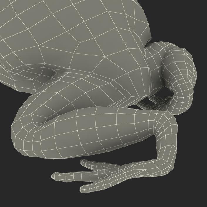 3D Tomato Frog Pose 4 model