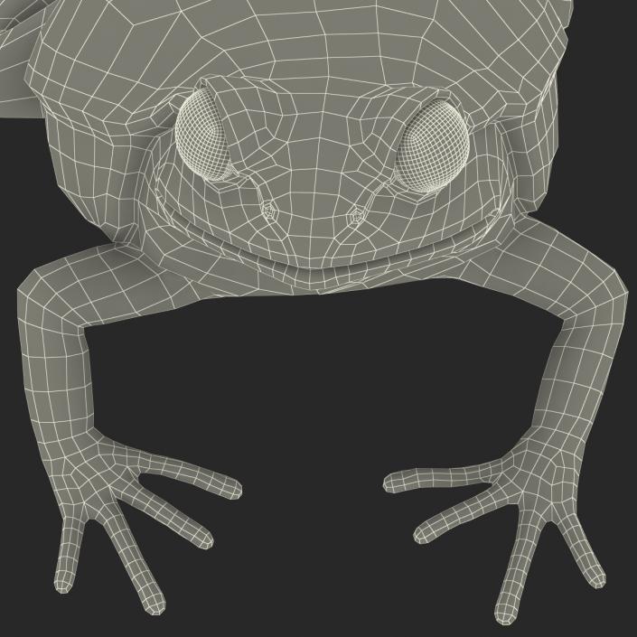 3D Tomato Frog Pose 4 model