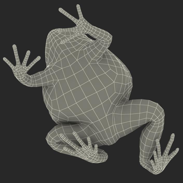 3D Tomato Frog Pose 4 model