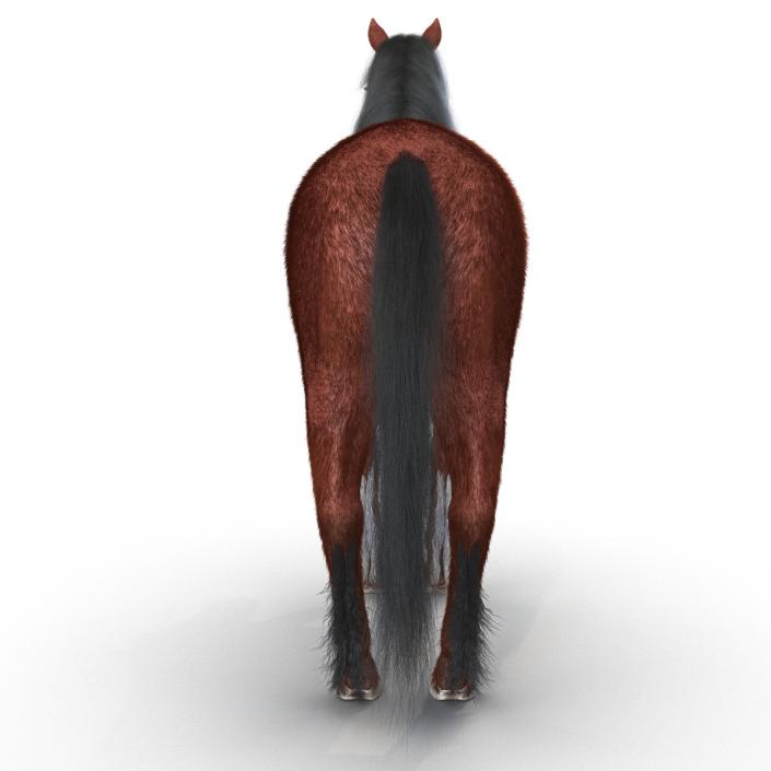 3D Horse with Fur 2