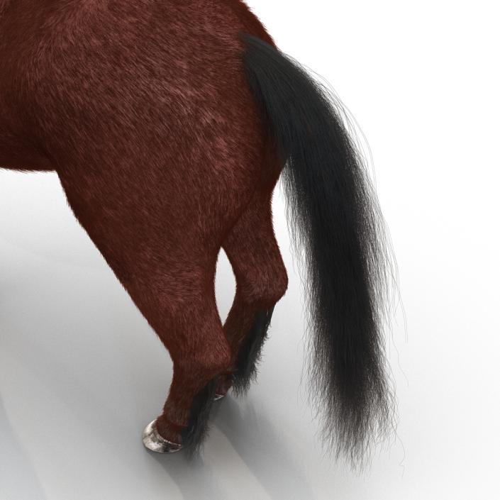 3D Horse with Fur 2