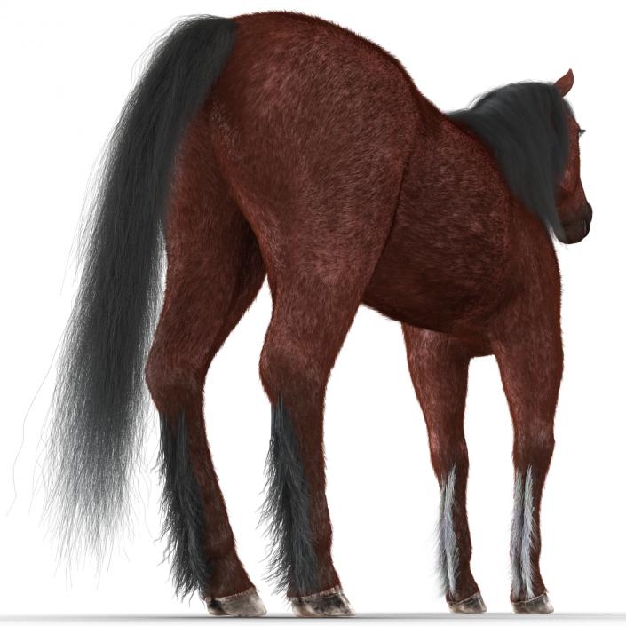 3D Horse with Fur 2