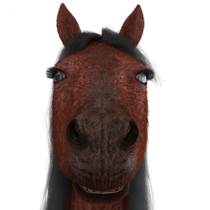 3D Horse with Fur 2