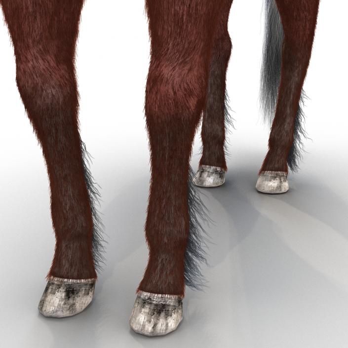 3D Horse with Fur 2