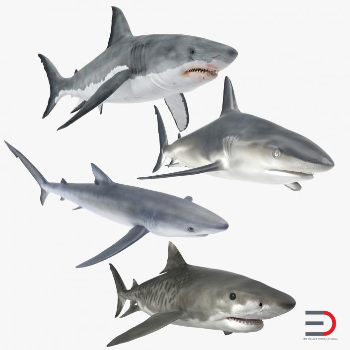 Sharks Collection 3 3D model