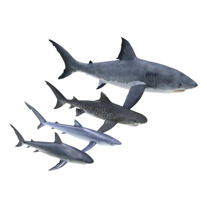 Sharks Collection 3 3D model