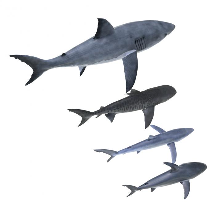 Sharks Collection 3 3D model