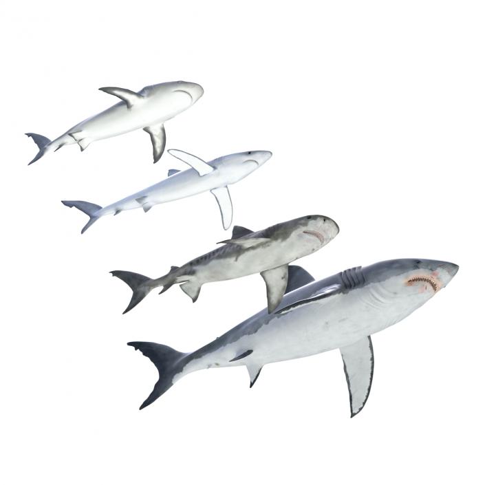 Sharks Collection 3 3D model