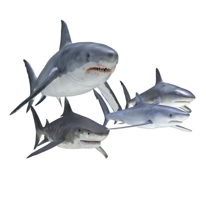 Sharks Collection 3 3D model