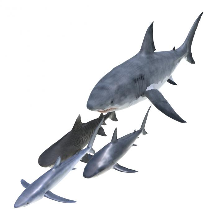 Sharks Collection 3 3D model