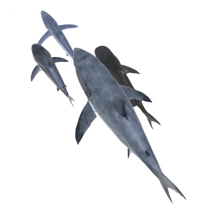 Sharks Collection 3 3D model